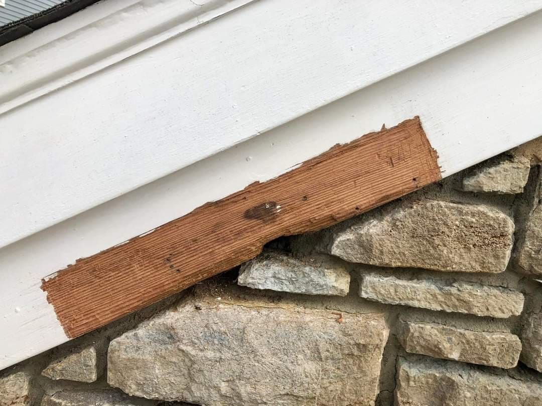Open rodent entry hole in a brick wall before exclusion