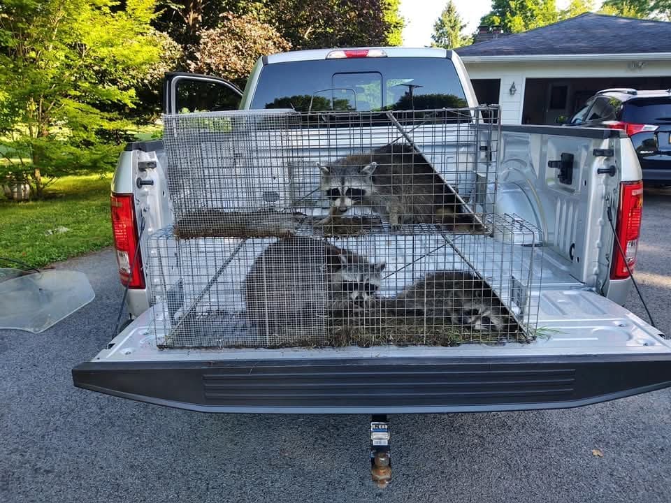 Raccoon humanely trapped during a wildlife job